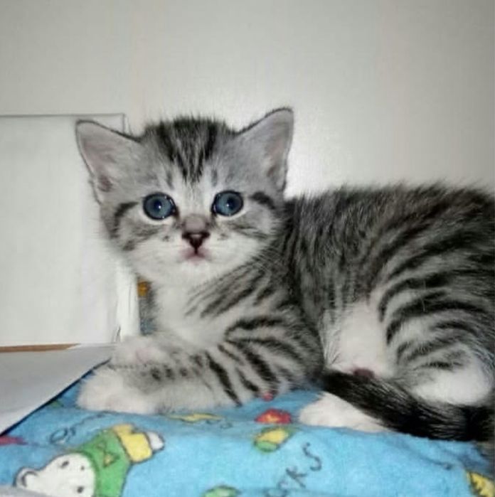 Британский котенок