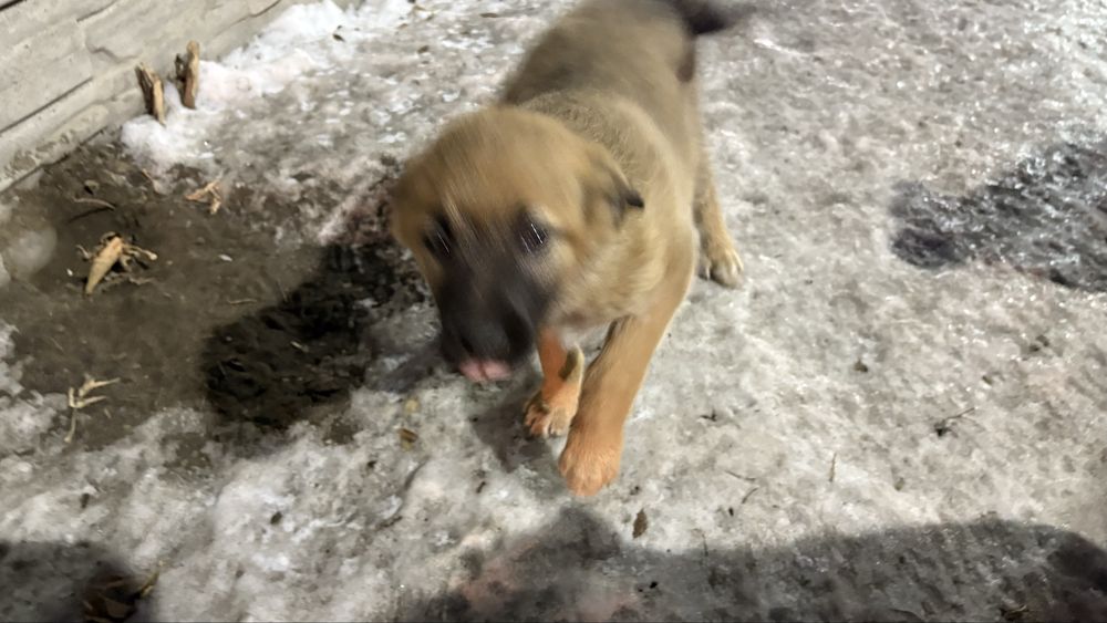 Три девочки ищут дом срочно !!! Отдам после стерилизации