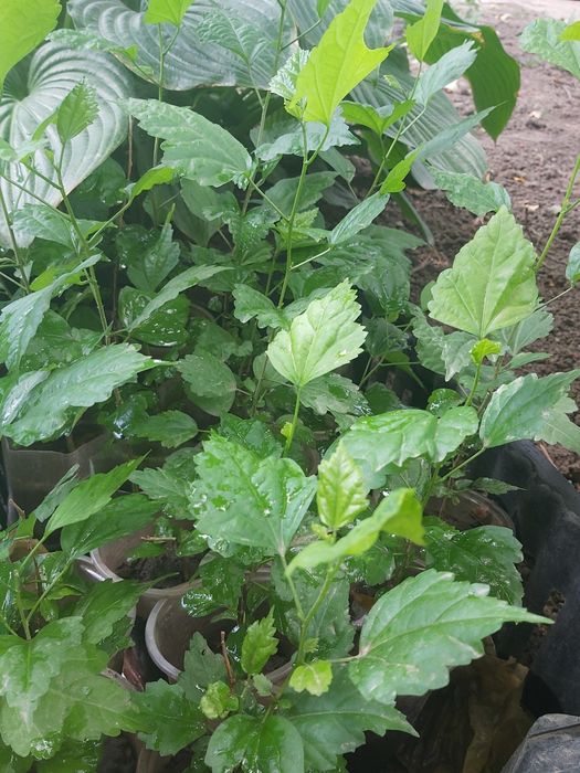 Гибискус травянистый