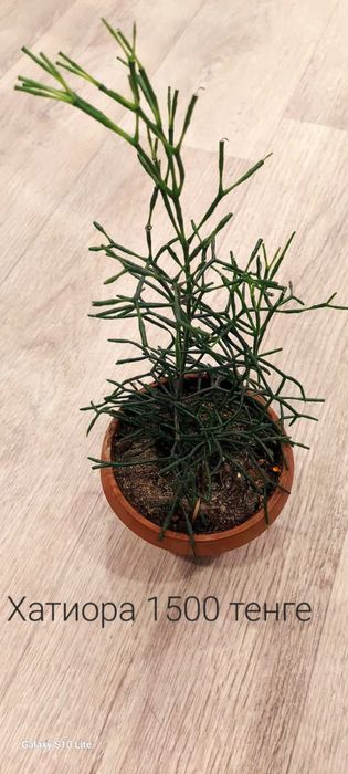 Продам комнатные цветы