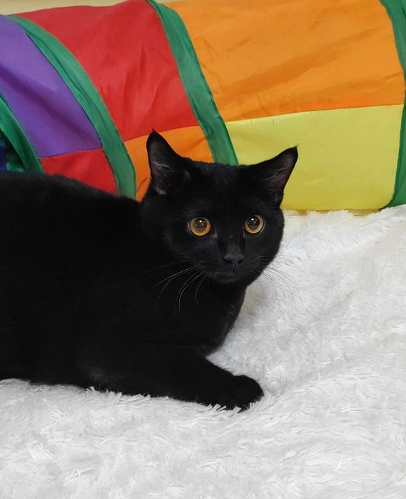 Пепсик ищет добрые ручки