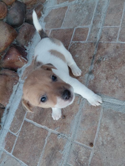 Кученца Джак Ръсел териер