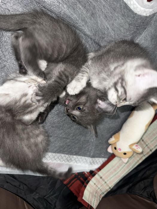 Отдам котят в добрые руки