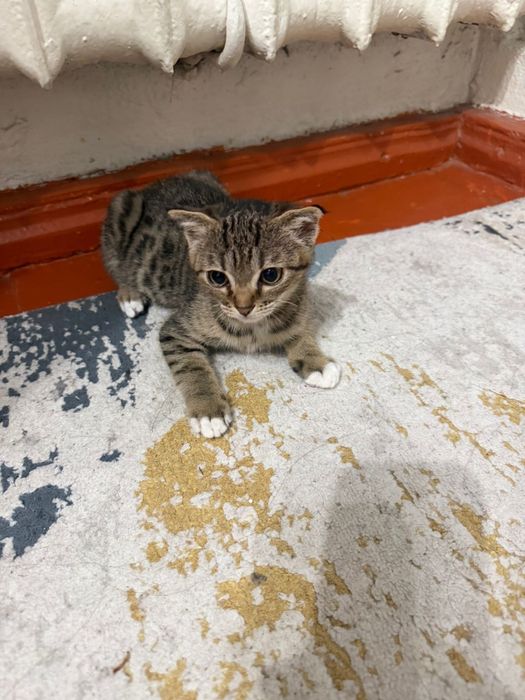 Котенок 2 месяцев