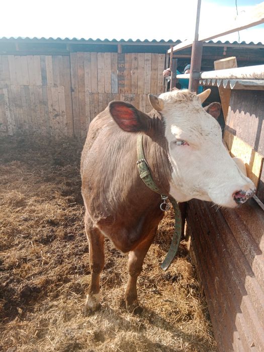 Продам  телочку  годовалый