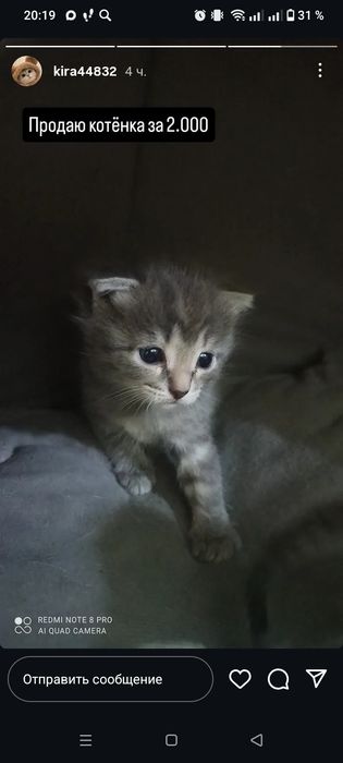 Продам красивых котят