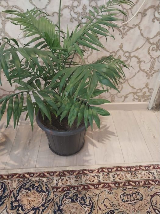 Большие комнатные цветы