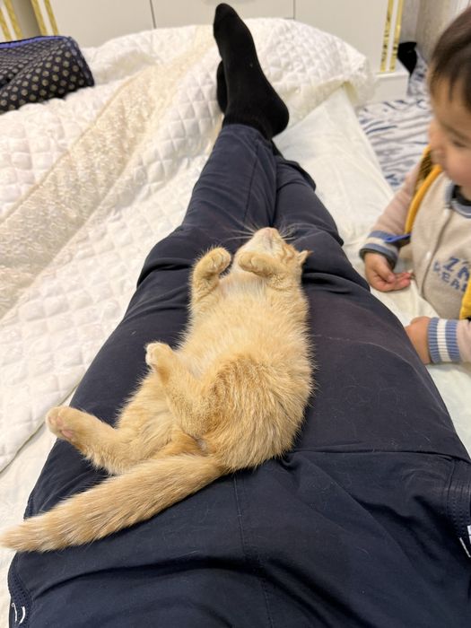 Scottish fold mushuk sotiladi