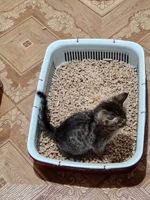 Отдам кошечку в добрые руки