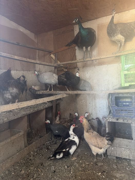 Павлин цесарка куры гуси утки продаетсия