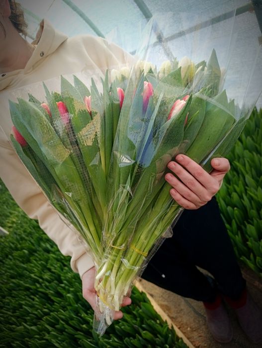 Тюльпаны оптом на 8 марта опт от 1000 шт