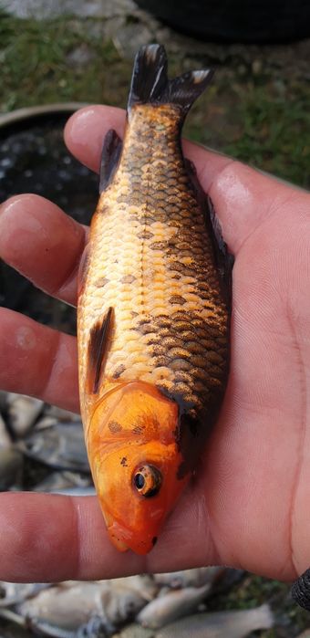 Crap , cteno , amur , fitofag , novac .