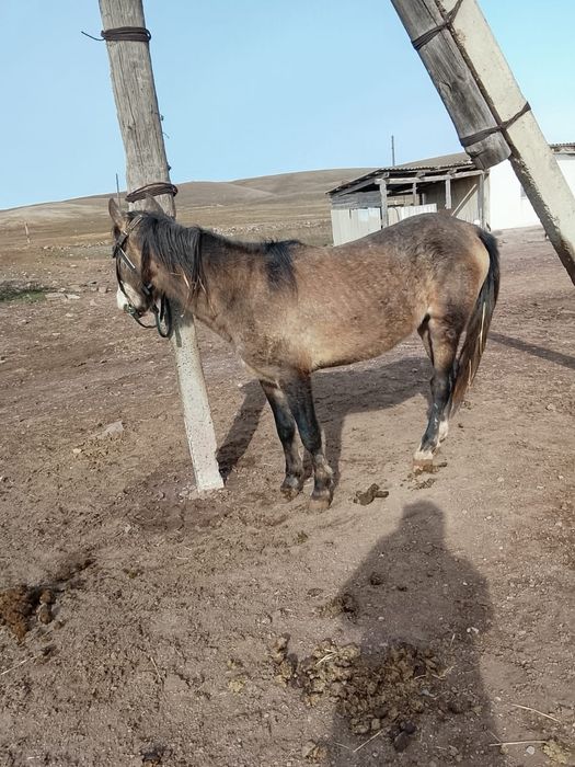 Тяжеловоз Айгыр Дөнен