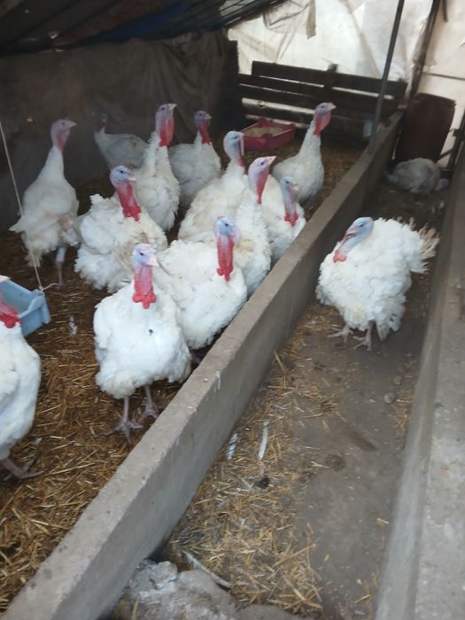 Curcani de tara pret 30 lei