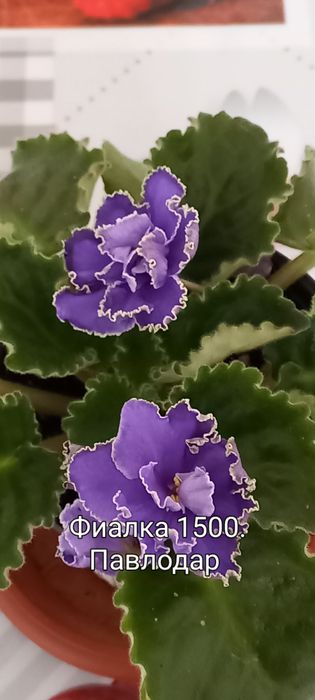 Продам комнатные цветы.