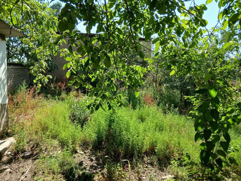 Urtasaroy hovli uchastka 10 sotix