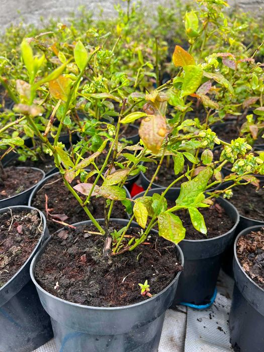 Plante de afin, plantele sunt in anul 2