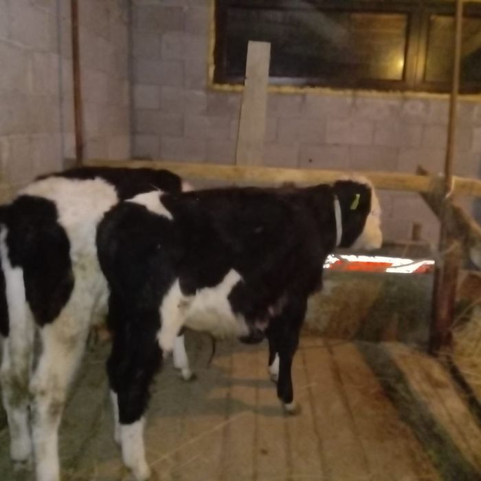 Продаю срочно бычков