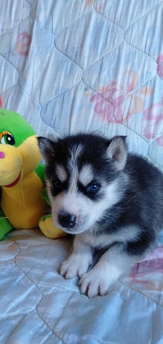 Продам щенков сибирский хаски