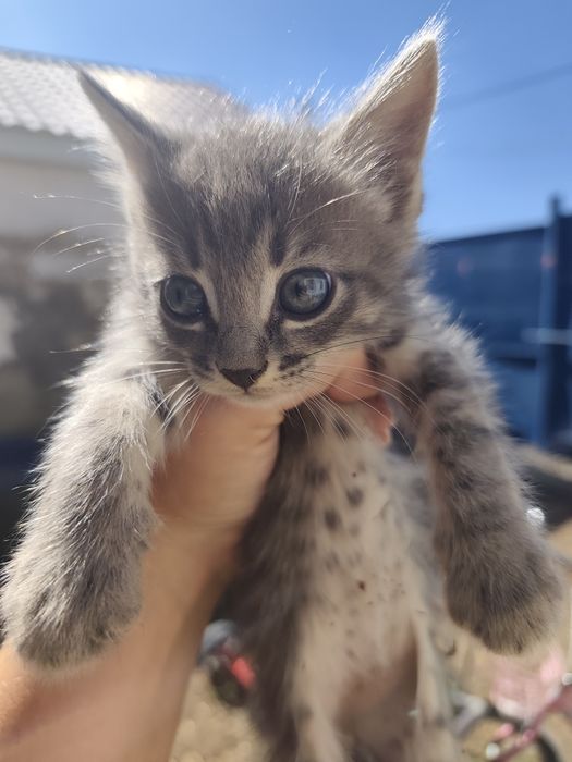 Отдам котят в добрые руки