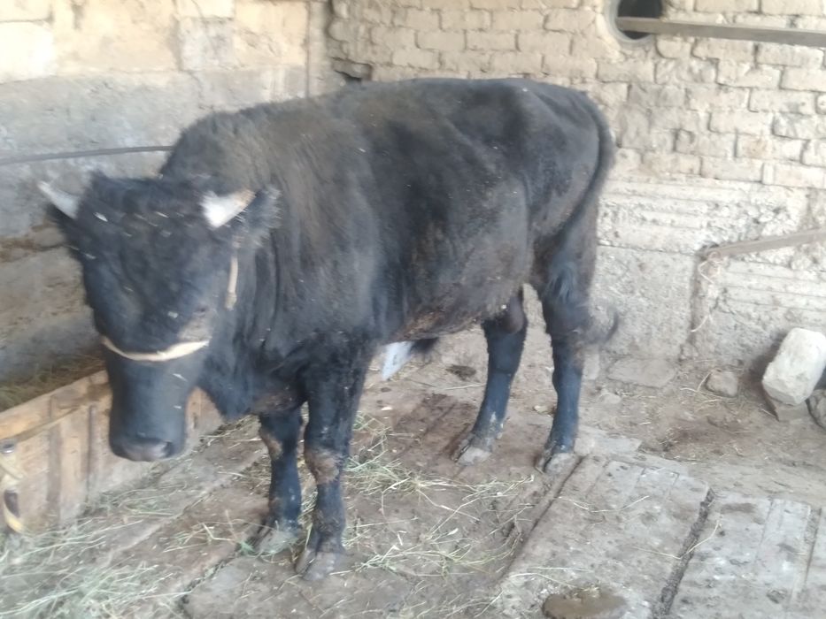 Огиз 2 жасар жемде турган