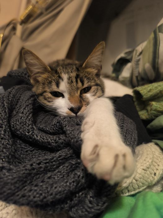 Подарявам женско коте ^^