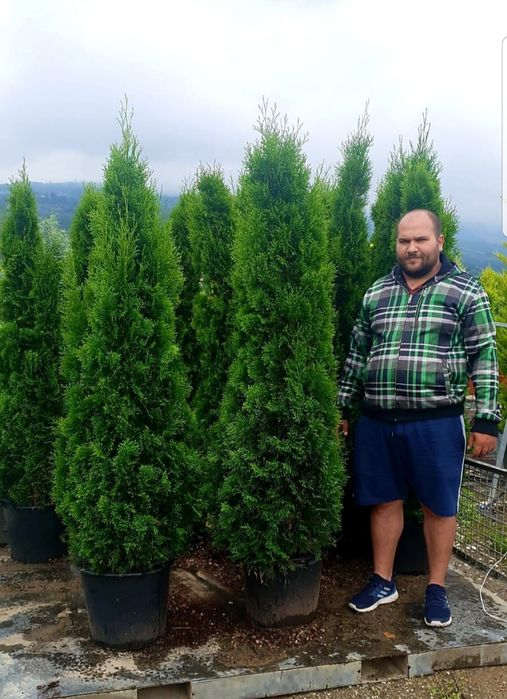 Leylandii gard viu, Chiparos Leylandii, Leylandri gard viu vesnic.