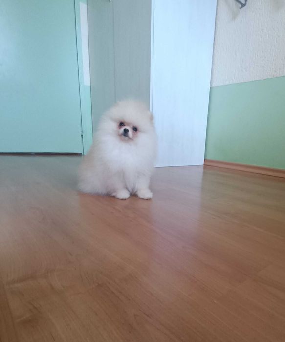 Померани Момчета с Родословие