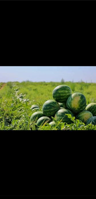 Продам арбузы на засолку