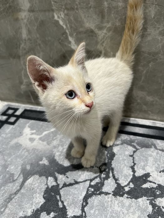 Котенок в добрые руки