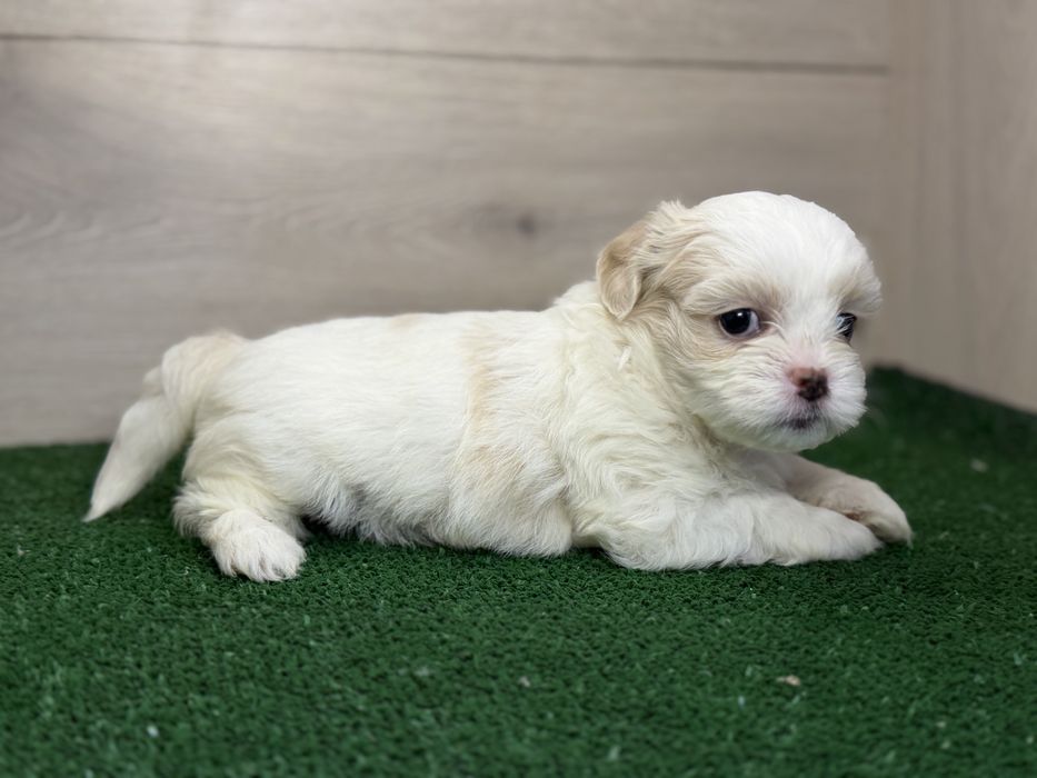 Femela ShihTzu, exemplar deosebit!