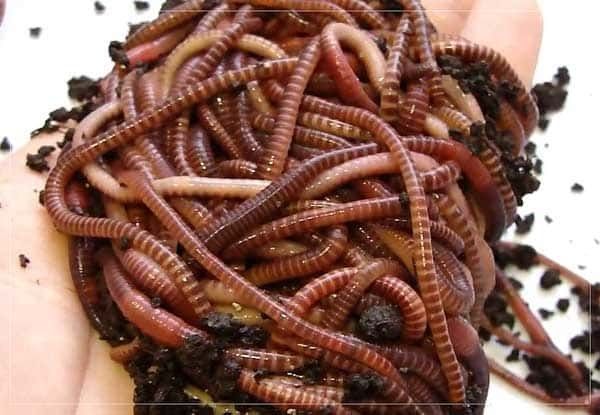 Продам черви для рыбалки