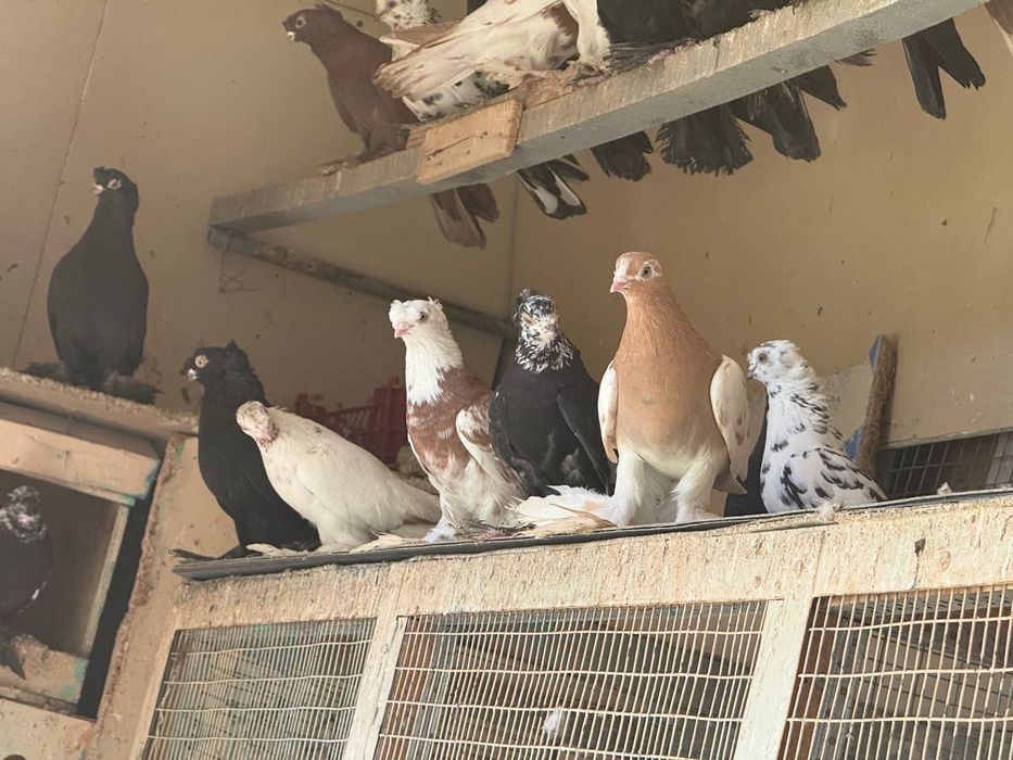 Каптарла сотилади кабутар, kaptar, голубь