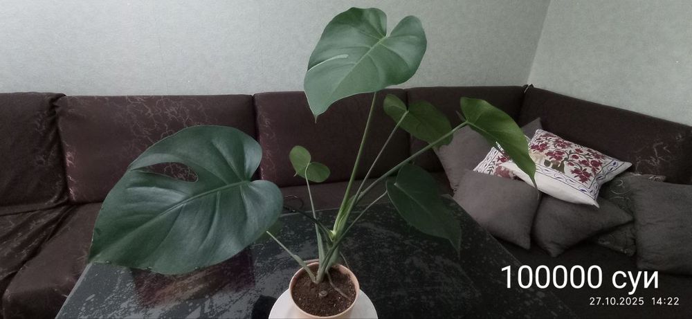 Комнатные растения