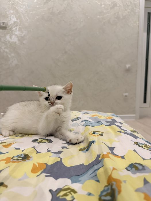На продаже котята