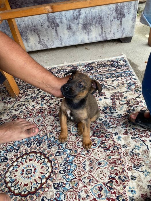 Belgian Malinois 1 oy 15 kunlik