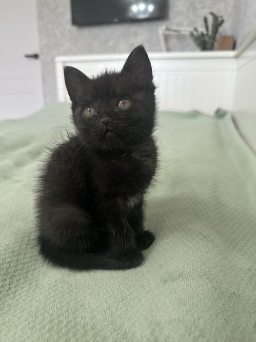отдам в добрые руки котенка мальчик