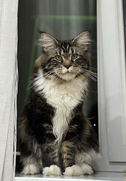 Вязка кот мейн кун