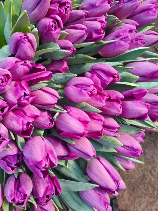 Тюльпаны на 8 марта