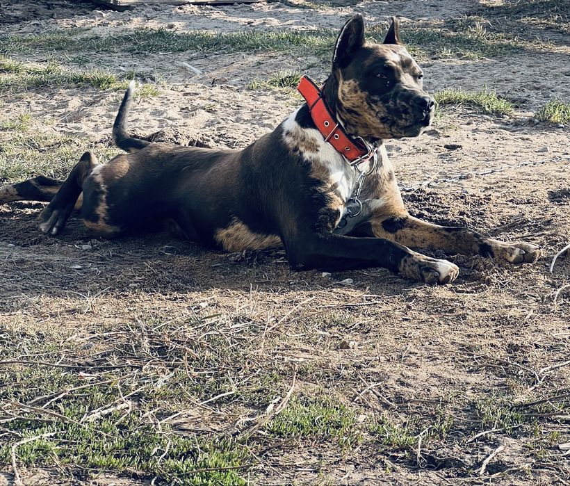 Америкалық Стаффордшир терьері