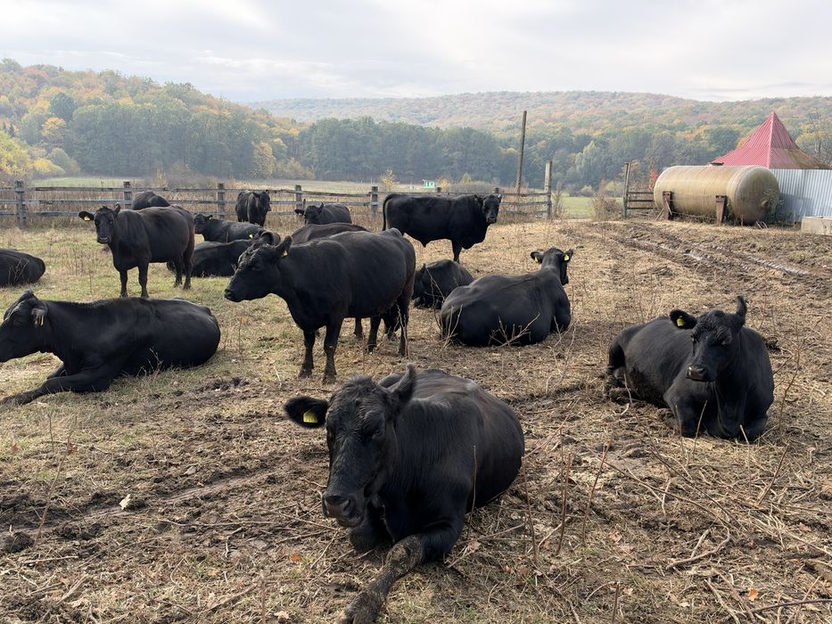 Vaci aberdeen angus (20 se dau si la bucata)