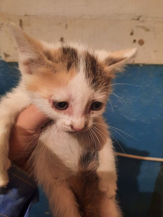 Котята бесплатно