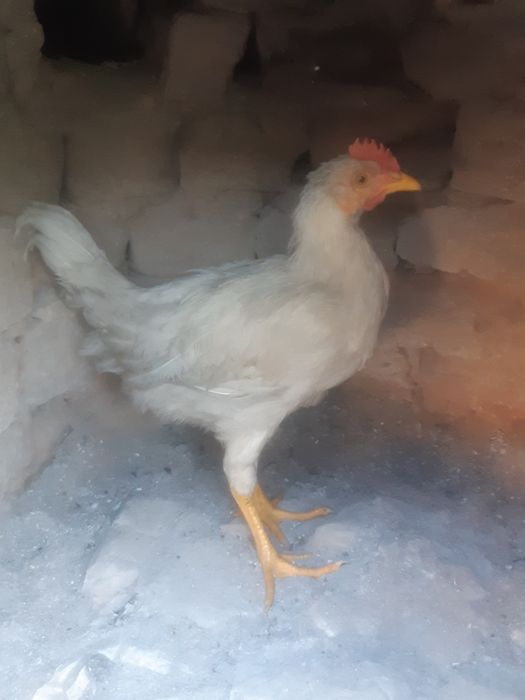 Uyda boqilgan juja