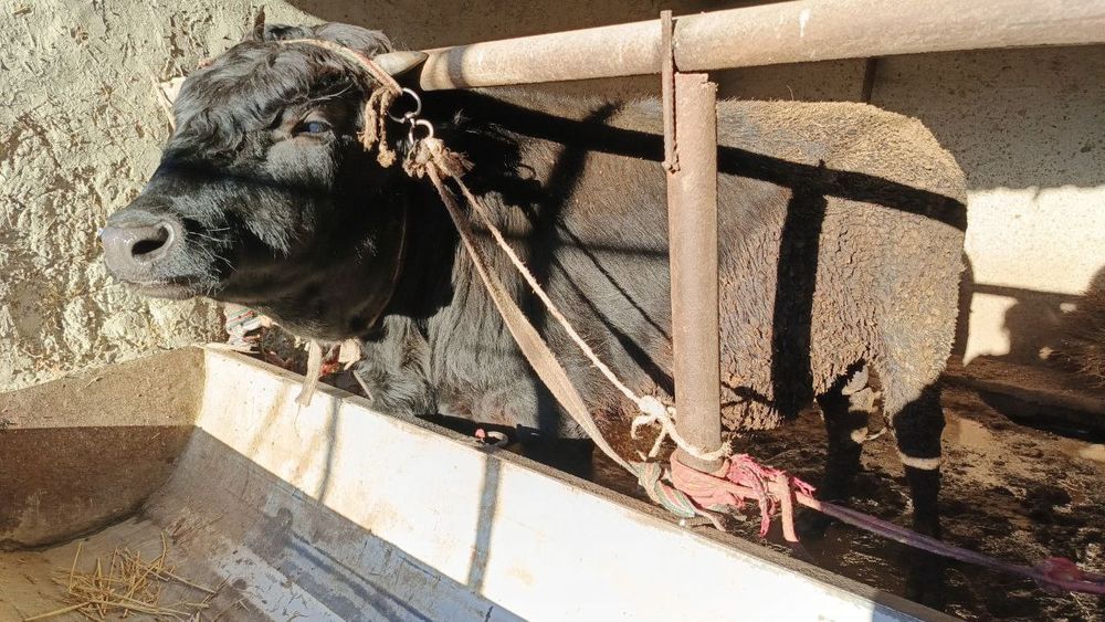 Buqalar sotiladi 22 milliondan