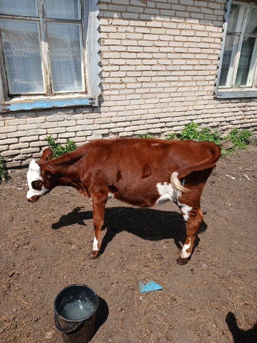 Продам телочку 6 месяцев