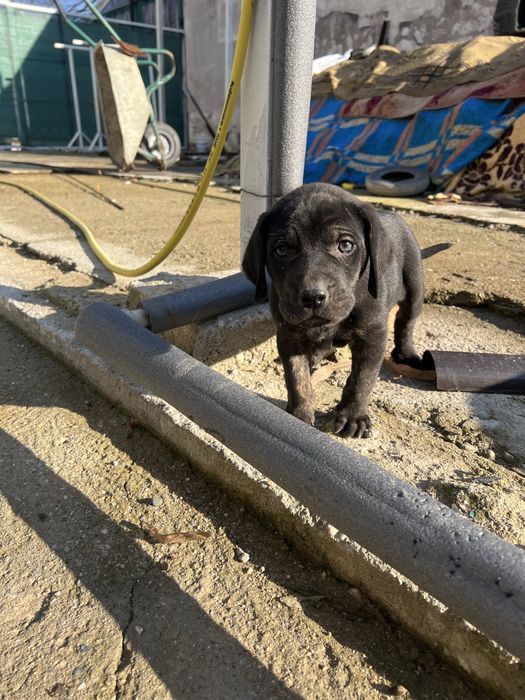 Подарявят се 3 мъжки кученца