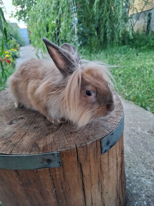 Animale de vanzare