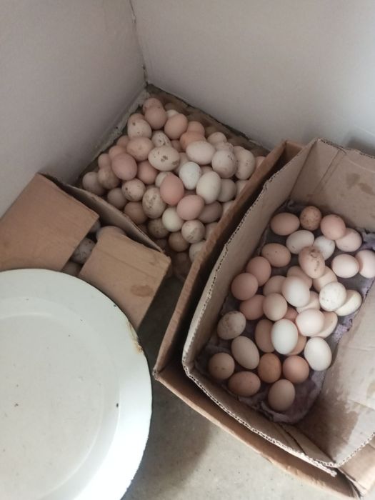 QoraTovuq tuxumi 3000 somdan