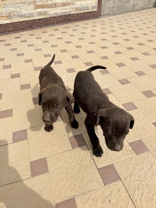 Tozi ovchi it bolasi