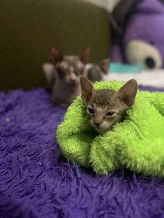 Продам котят Донского сфинкса